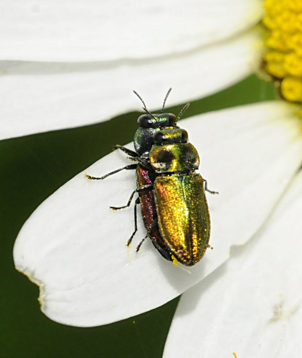 Cryptocephalus? No. - Anthaxia fulgurans (Buprestidae)